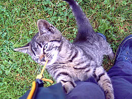 Katze beim Spielen
