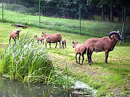 Fischteich mit Angelmöglichkeit im Bayerischen Wald