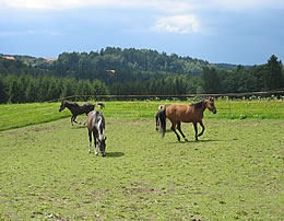 Pferdekoppel auf dem Schmöllerhof Bayerischer Wald Bayern