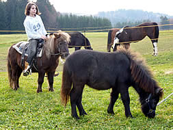 Pferde und Ponys auf der Koppel im Bayerischen Wald