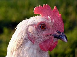 Ein glückliches Huhn vom Schmöllerhof